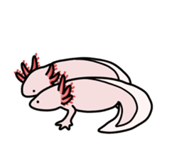 Daily life of Axolotl sticker #181404