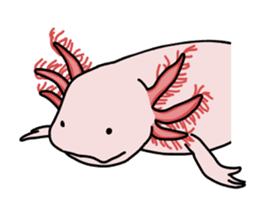 Daily life of Axolotl sticker #181406