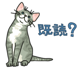 NO CAT NO LIFE Satowo cat stamp2 sticker #196192