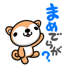 Dialect of Akita and Akita dog Roy sticker #203661