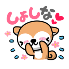 Dialect of Akita and Akita dog Roy sticker #203673