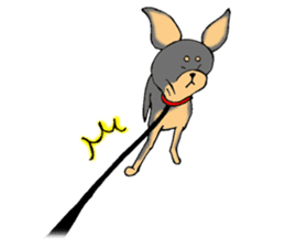 The miniature pinscher festival! sticker #218598