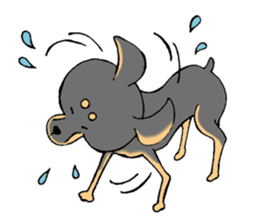 The miniature pinscher festival! sticker #218612