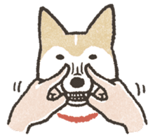 Shiba Inu (Shiba-Dog) stickers sticker #888287