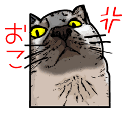 Sakura cat sticker #6784796