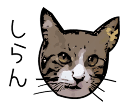 Sakura cat sticker #6784797