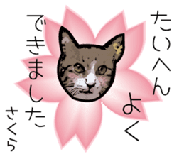 Sakura cat sticker #6784804