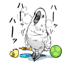 Mischievous parrot sticker #8562237