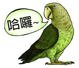 parrot like to talk sticker #8792810
