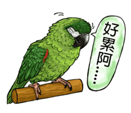 parrot like to talk sticker #8792834