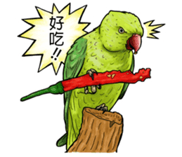 parrot like to talk sticker #8792836