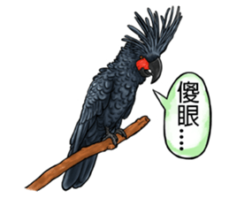 parrot like to talk sticker #8792845