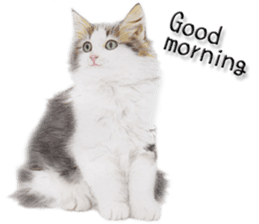 Lovely cat sticker! sticker #8886897