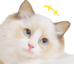 Lovely cat sticker! sticker #8886899