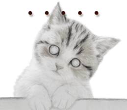 Lovely cat sticker! sticker #8886911