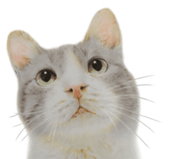 Lovely cat sticker! sticker #8886912