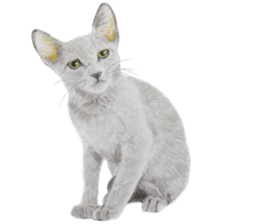 Lovely cat sticker! sticker #8886917