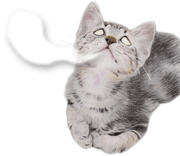 Lovely cat sticker! sticker #8886920