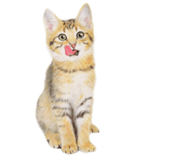 Lovely cat sticker! sticker #8886924