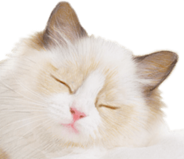 Lovely cat sticker! sticker #8886928