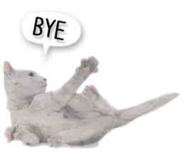 Lovely cat sticker! sticker #8886933