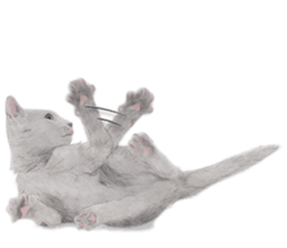 Lovely cat sticker! sticker #8886934