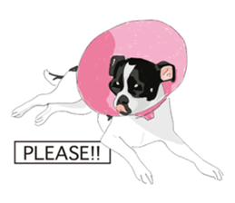 Chihuahua Pippi's Life sticker #9292208