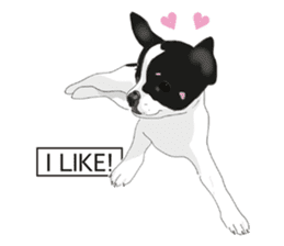 Chihuahua Pippi's Life sticker #9292230