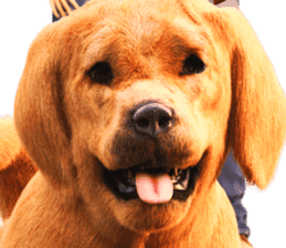 The Gorgeous Family sticker #9467741