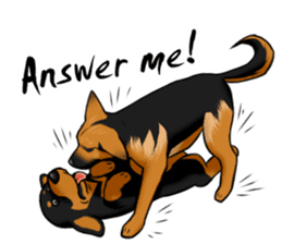 German Shepherd Dogs. sticker #10293999