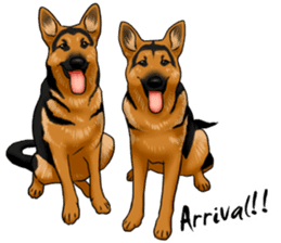 German Shepherd Dogs. sticker #10294005