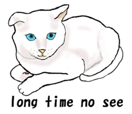 Beautiful cat and the big character sticker #12255432