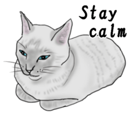 Beautiful cat and the big character sticker #12255439