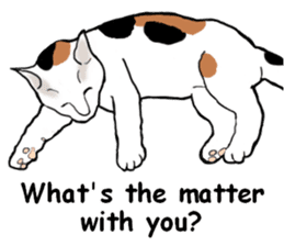 Beautiful cat and the big character sticker #12255444
