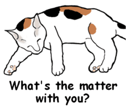 Beautiful cat and the big character sticker #12255444