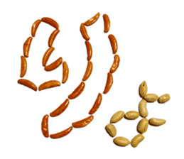 Kaki & Peanuts sticker #13492526