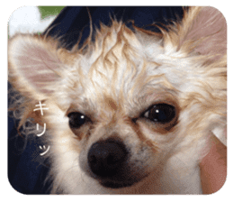 Lazy Chihuahua bambi sticker #13532793