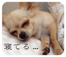 Lazy Chihuahua bambi sticker #13532796