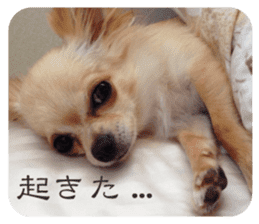 Lazy Chihuahua bambi sticker #13532797