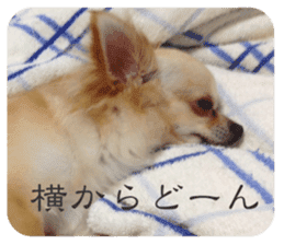 Lazy Chihuahua bambi sticker #13532801
