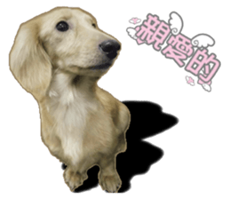 The sausage moves up sticker #14045867