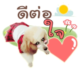 Dog Poodle Brown sticker #14123943