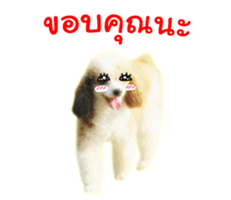 Dog Poodle Brown sticker #14123944