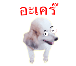 Dog Poodle Brown sticker #14123945