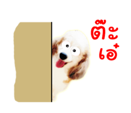 Dog Poodle Brown sticker #14123946