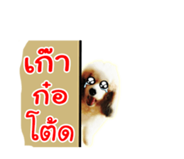Dog Poodle Brown sticker #14123947