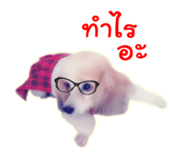 Dog Poodle Brown sticker #14123948