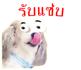 Dog Poodle Brown sticker #14123950