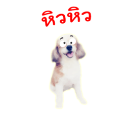 Dog Poodle Brown sticker #14123951