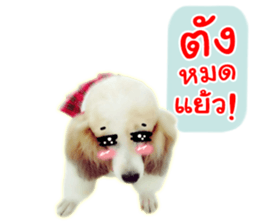 Dog Poodle Brown sticker #14123952